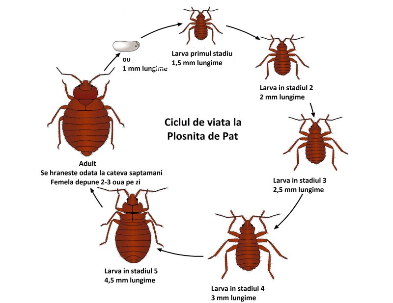 Servicii de dezinsectie, deratizare, dezinfectie plosnite de pat